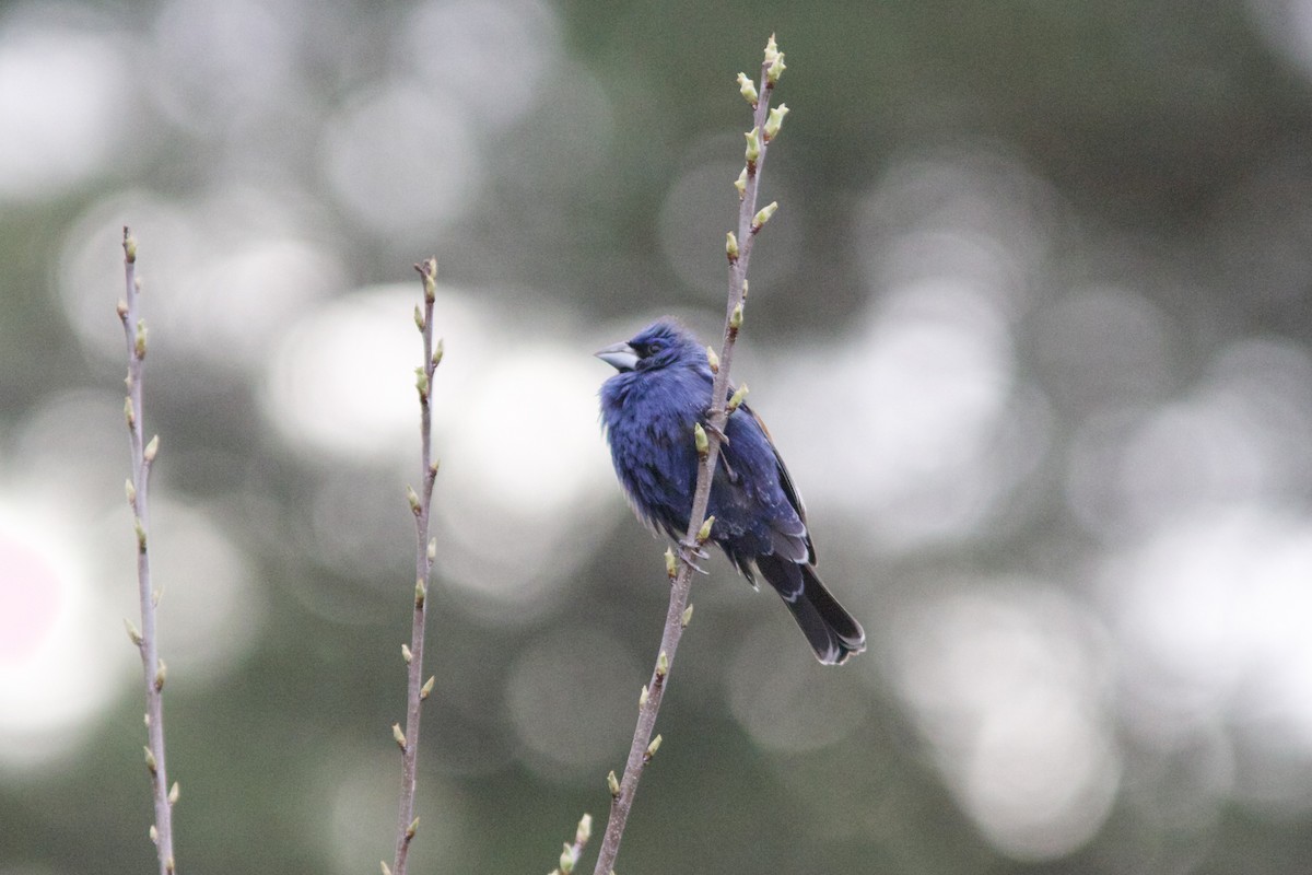 Blue Grosbeak - Alex Lin-Moore