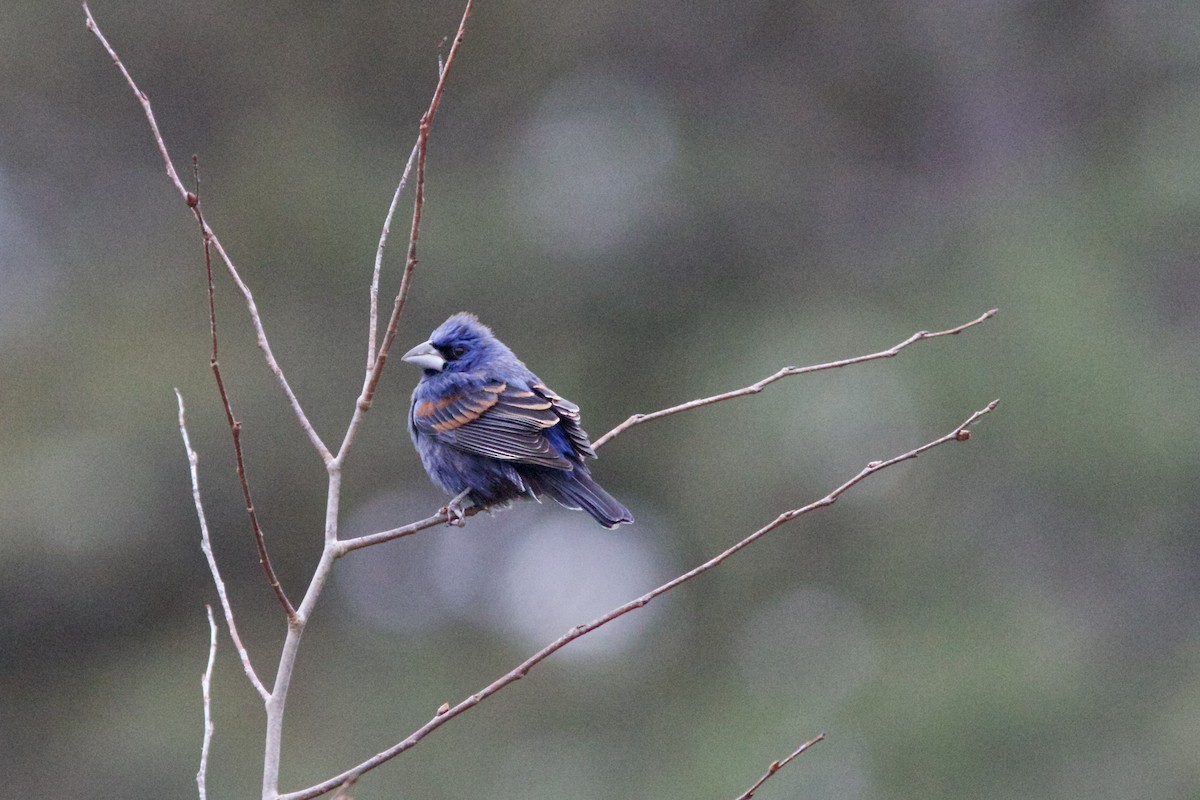 Blue Grosbeak - ML617636494