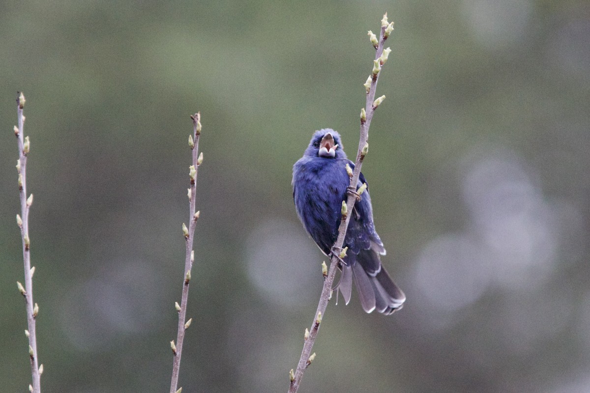 Blue Grosbeak - ML617636496