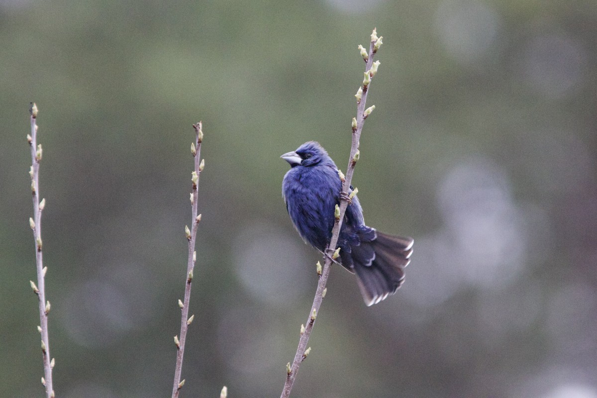 Blue Grosbeak - Alex Lin-Moore