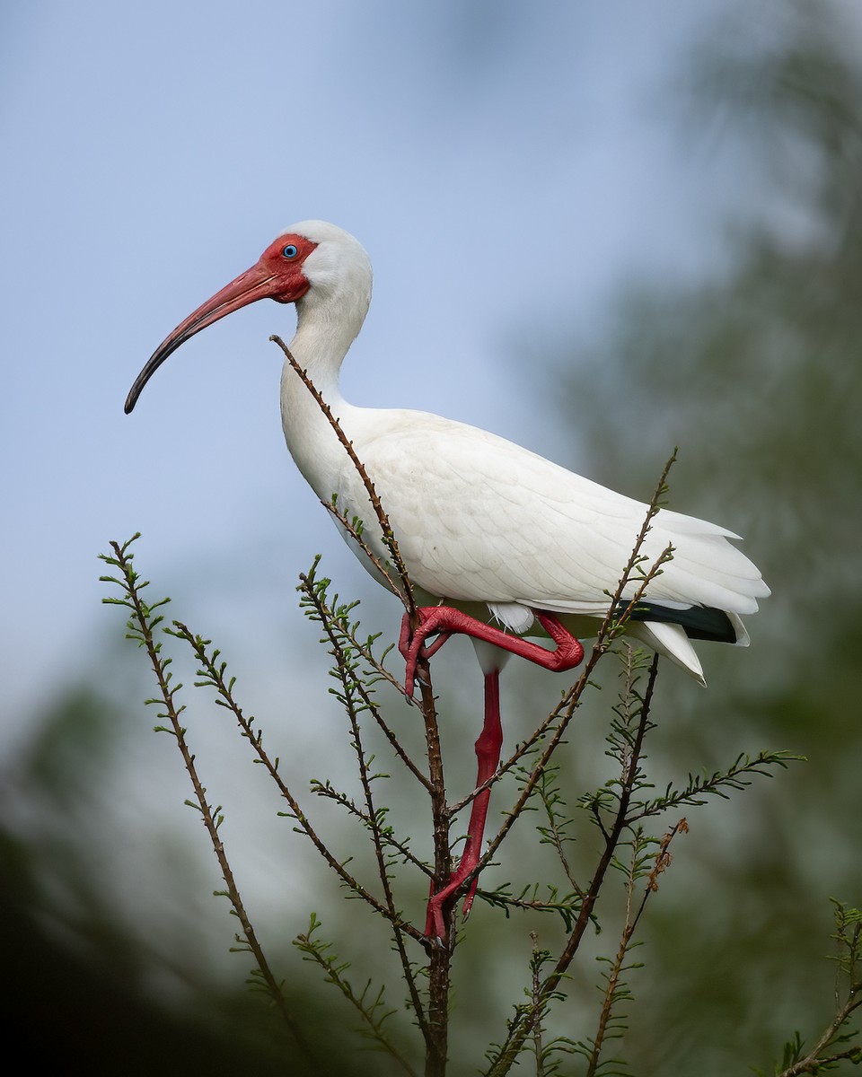 ibis bílý - ML617636557