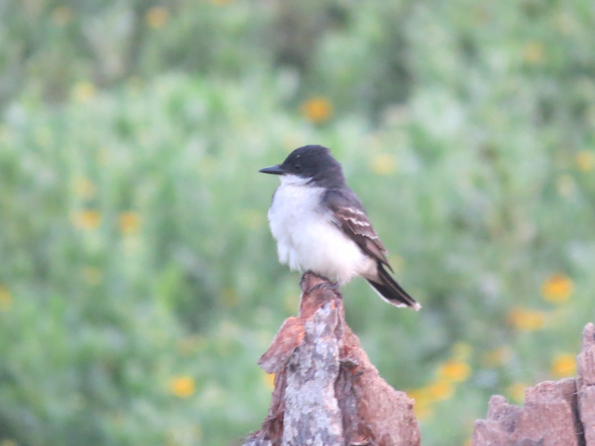 Eastern Kingbird - ML617636610