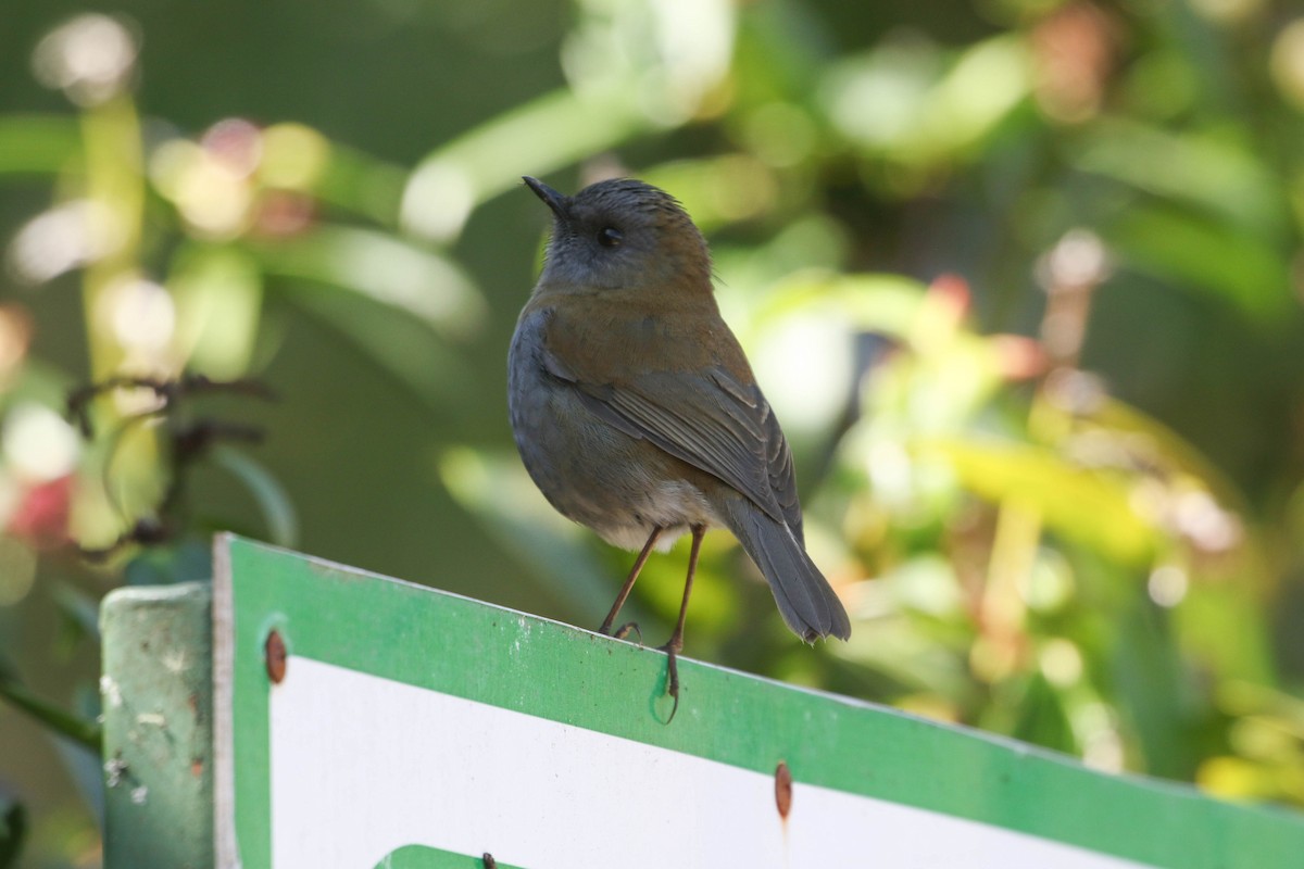 Black-billed Nightingale-Thrush - Roger Higbee