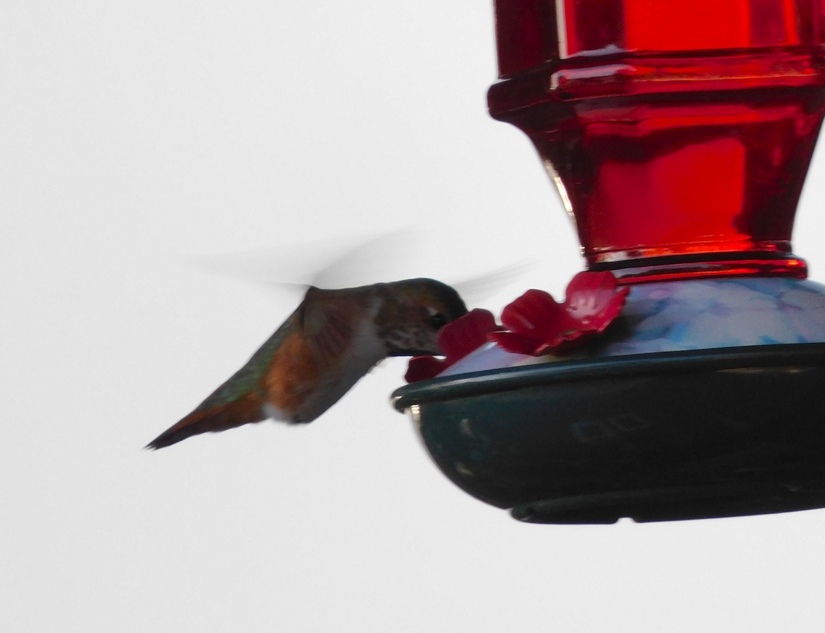 Rufous Hummingbird - ML617636633