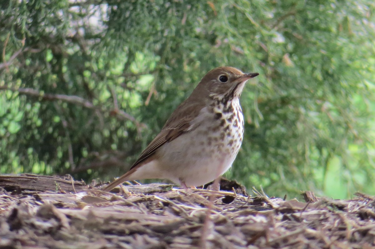 Hermit Thrush - ML617636635