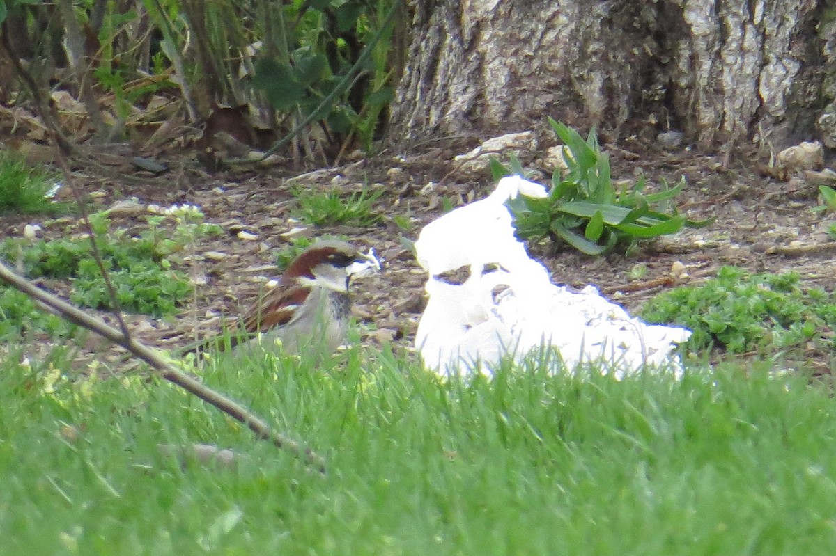 House Sparrow - ML617636637