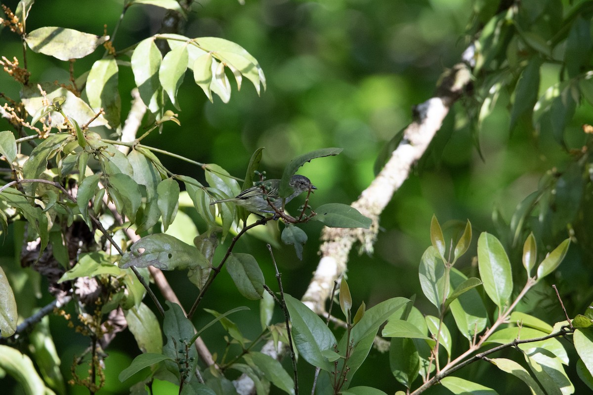 Mistletoe Tyrannulet - ML617636656