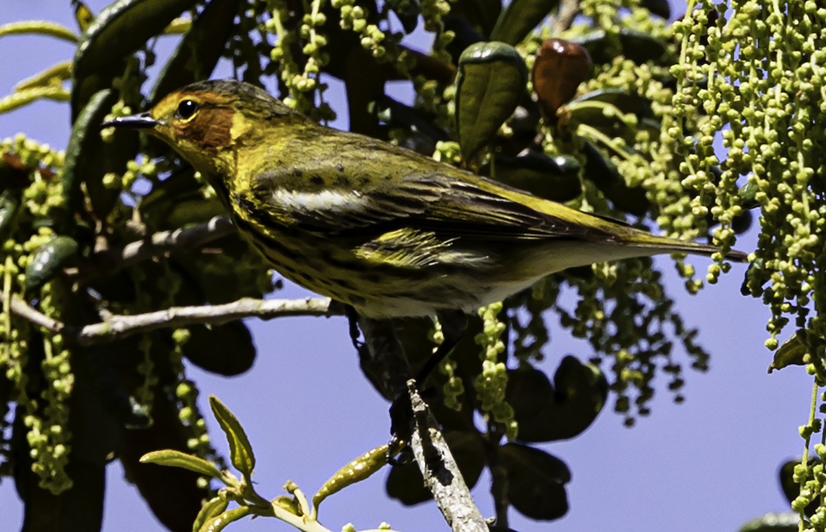 סבכון חום-לחי - ML617636663