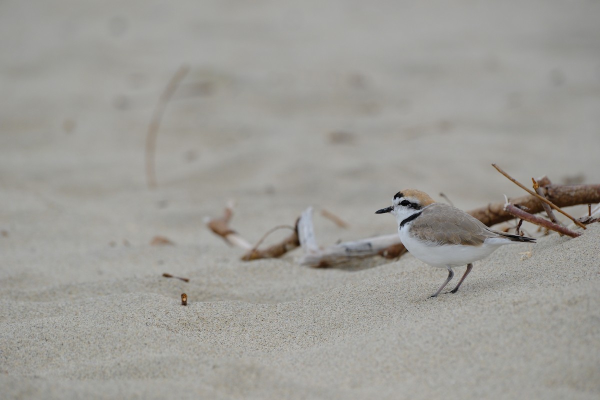 Snowy Plover - ML617636690