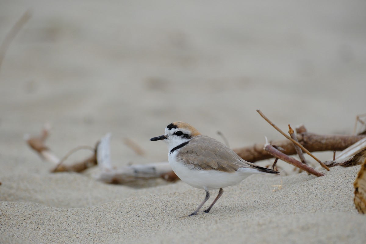 Snowy Plover - ML617636691