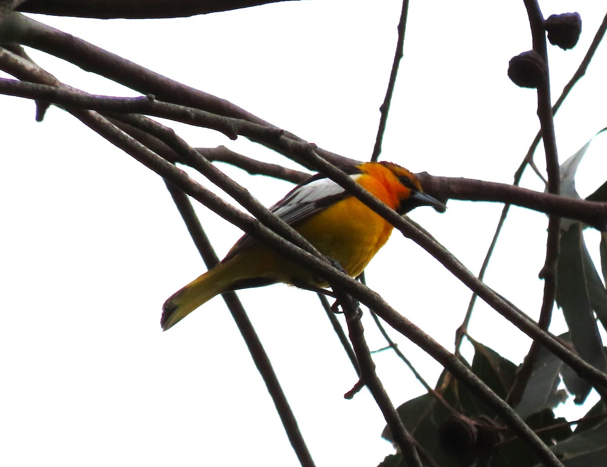 gullbryntrupial - ML617636812