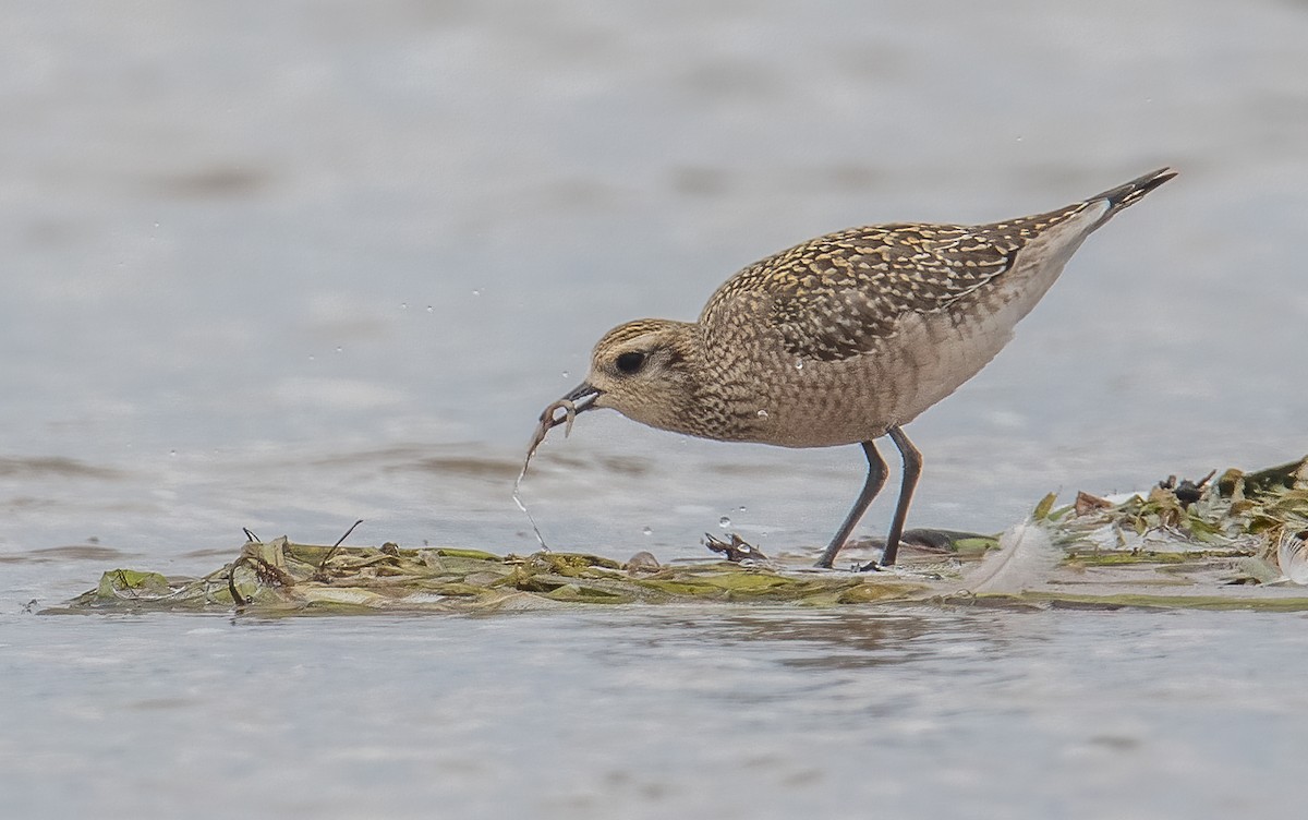 American Golden-Plover - ML617636854