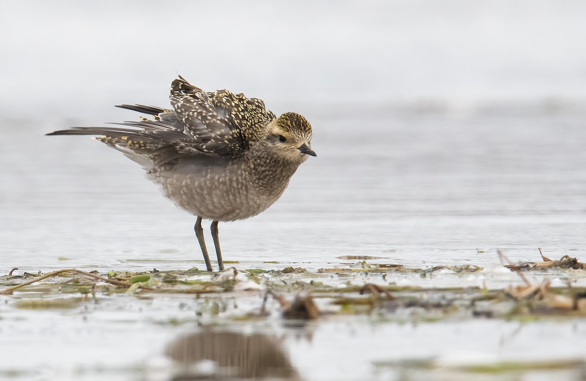 American Golden-Plover - ML617636861