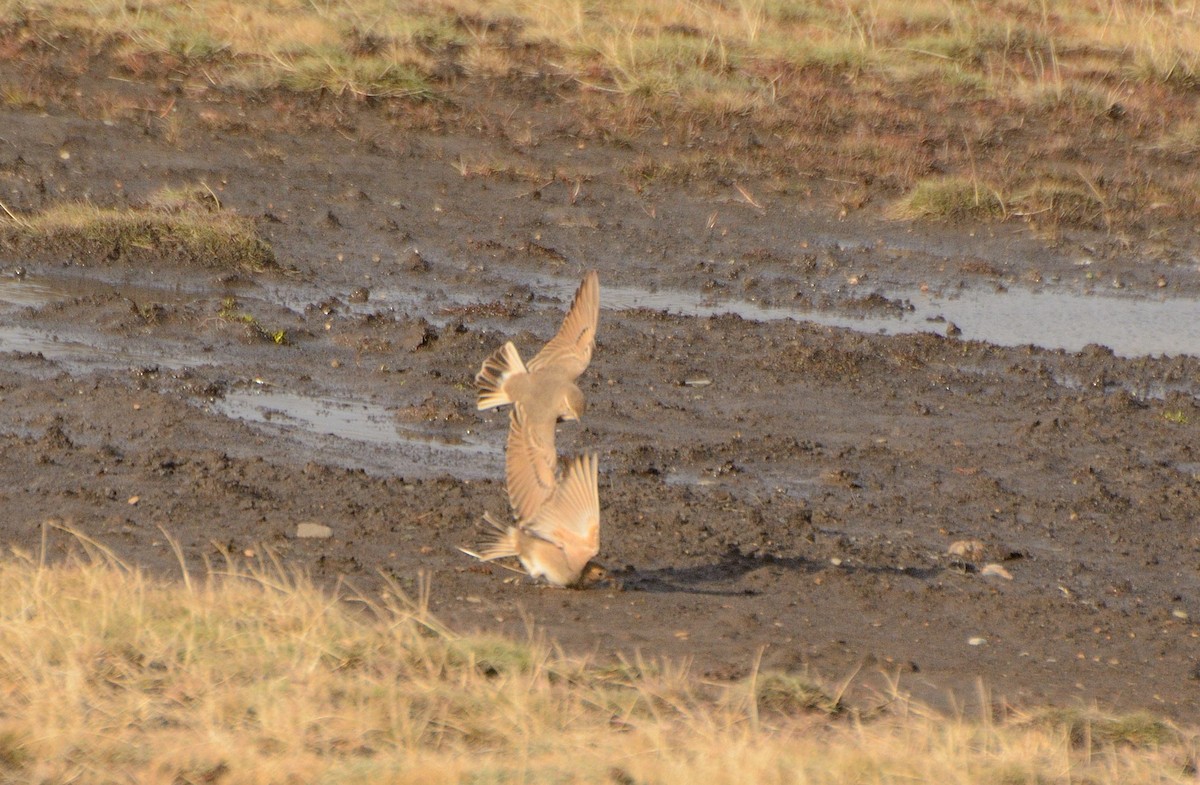 Short-billed Miner - ML617636966