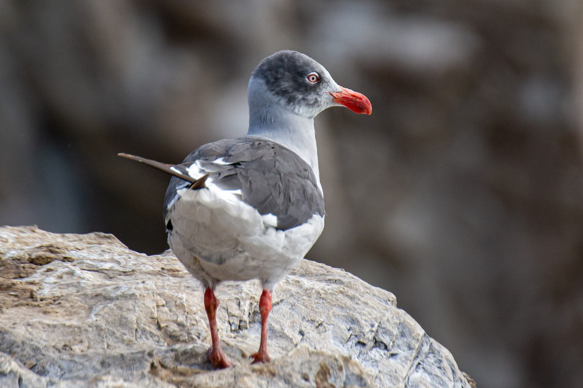 Dolphin Gull - ML617636967