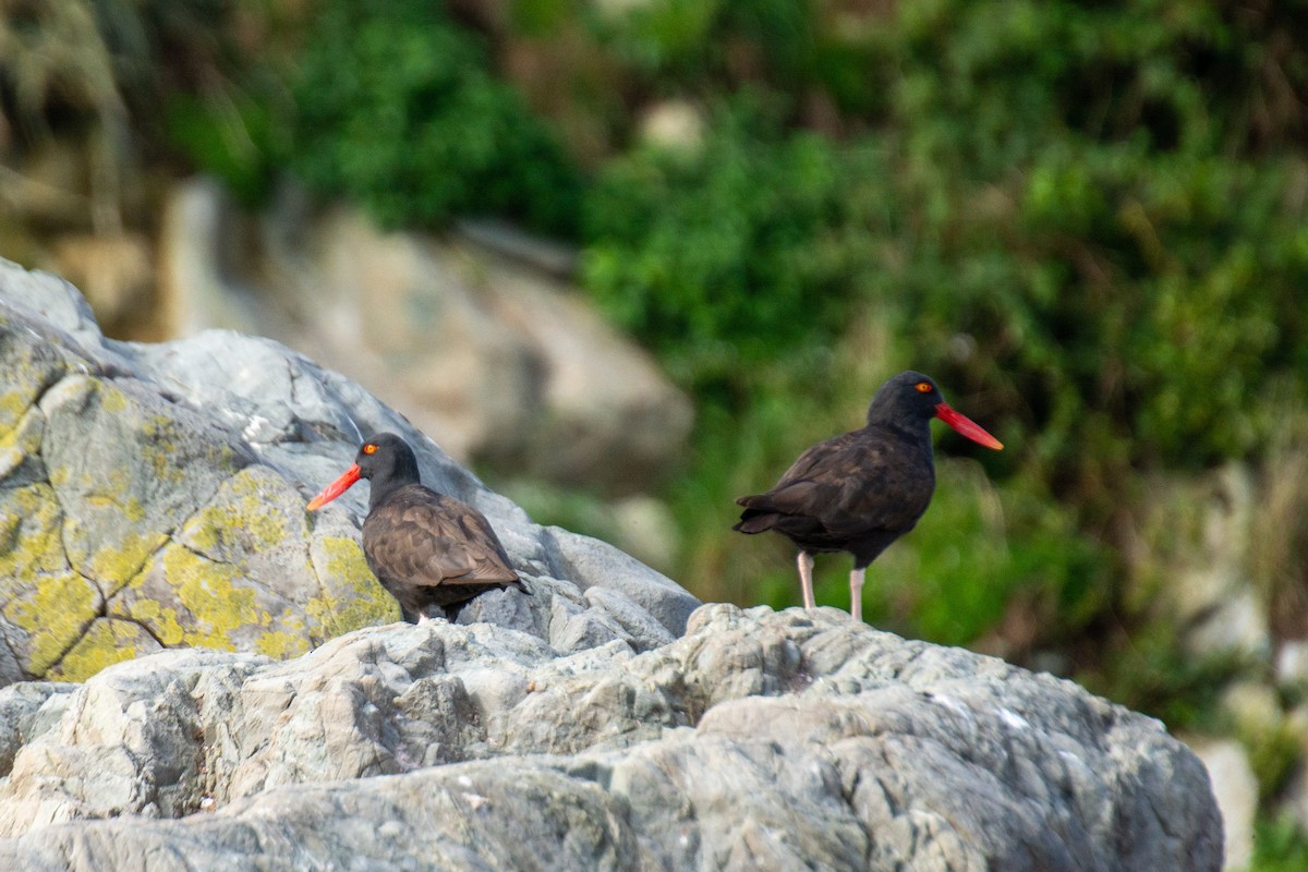 Blackish Oystercatcher - ML617636991