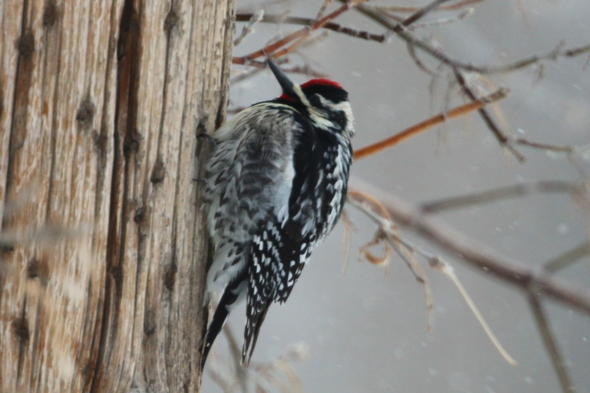 Yellow-bellied Sapsucker - ML617636998