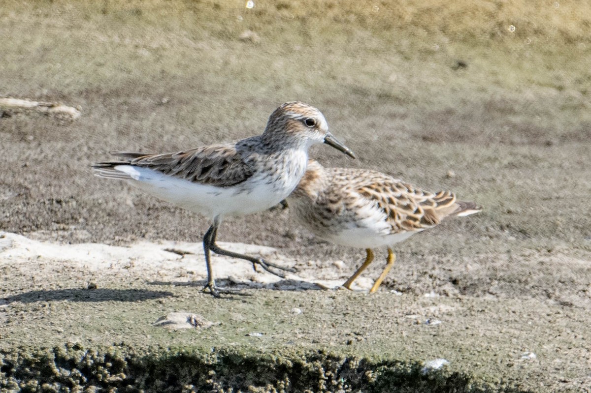 Semipalmated Sandpiper - ML617637008