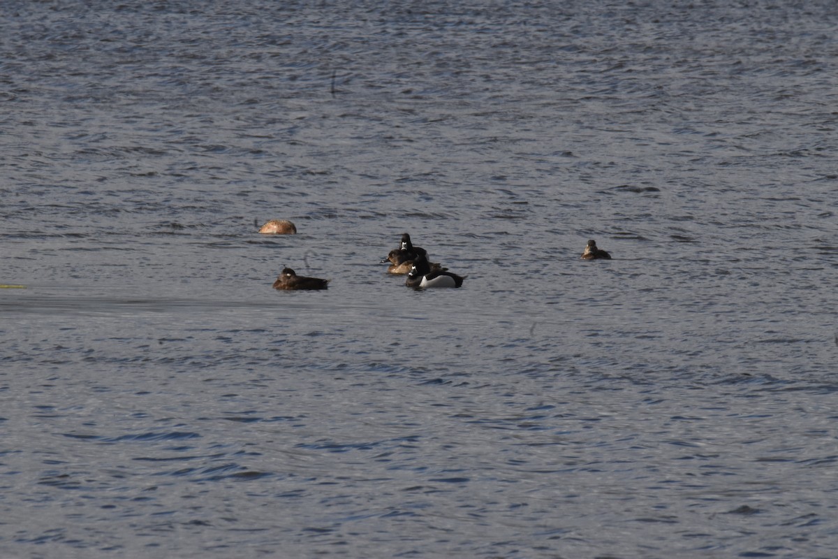 Ring-necked Duck - ML617637062