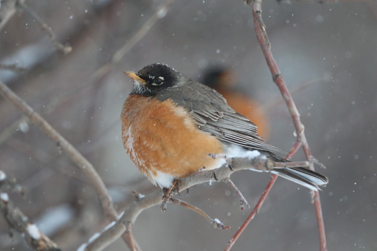 American Robin - ML617637071