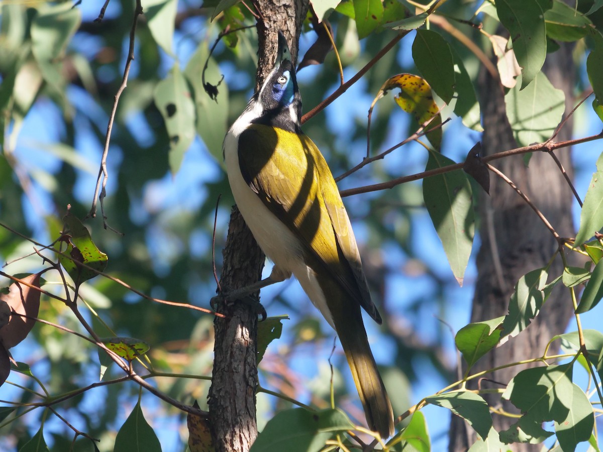 Blue-faced Honeyeater - ML617637088