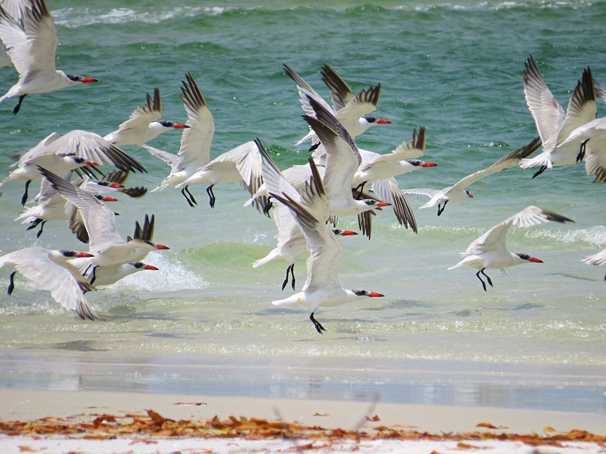 Caspian Tern - ML617637156