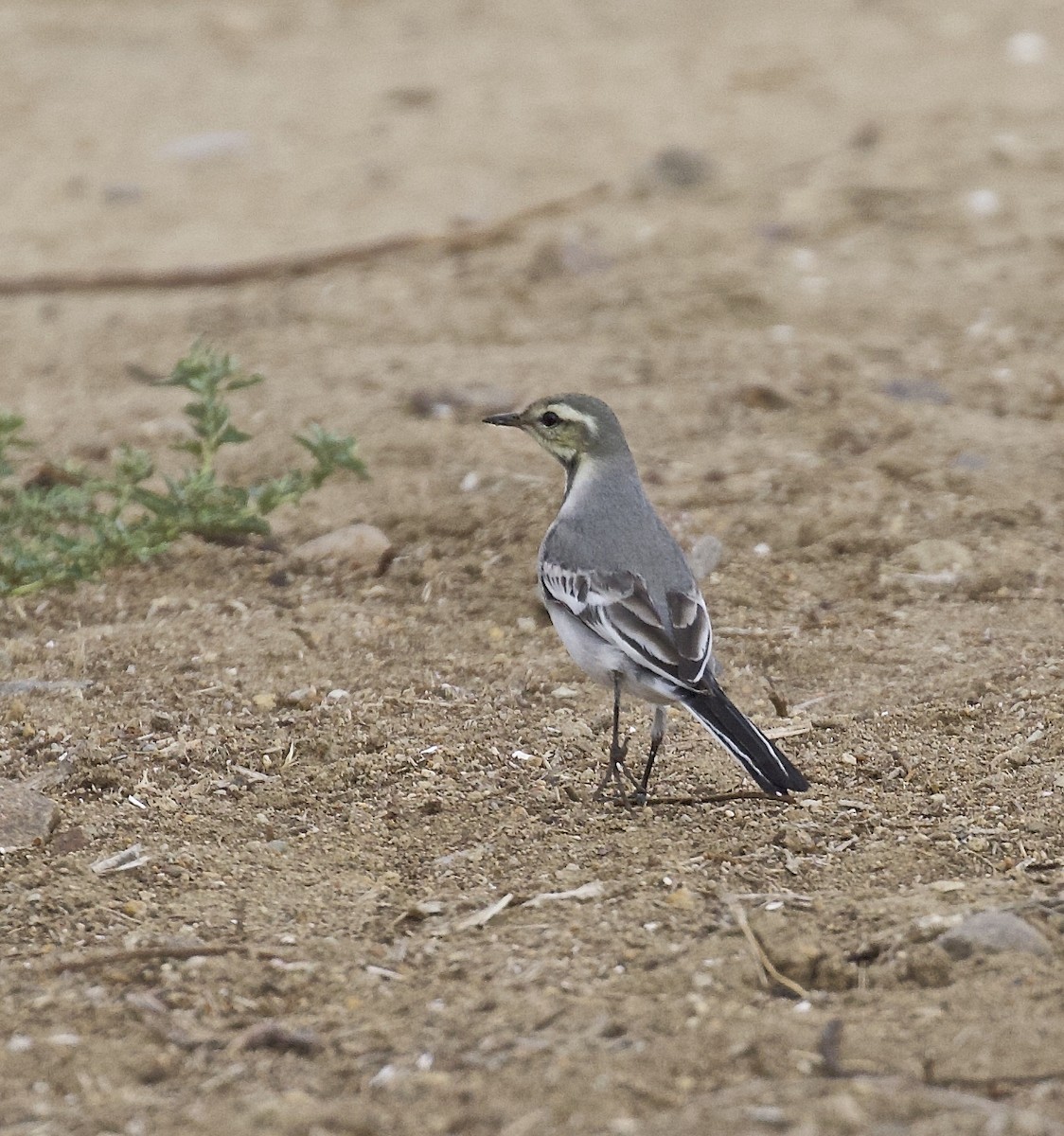 White Wagtail - ML617637195