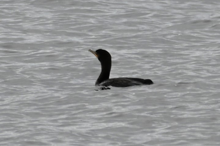 Cormoran à aigrettes - ML617637238