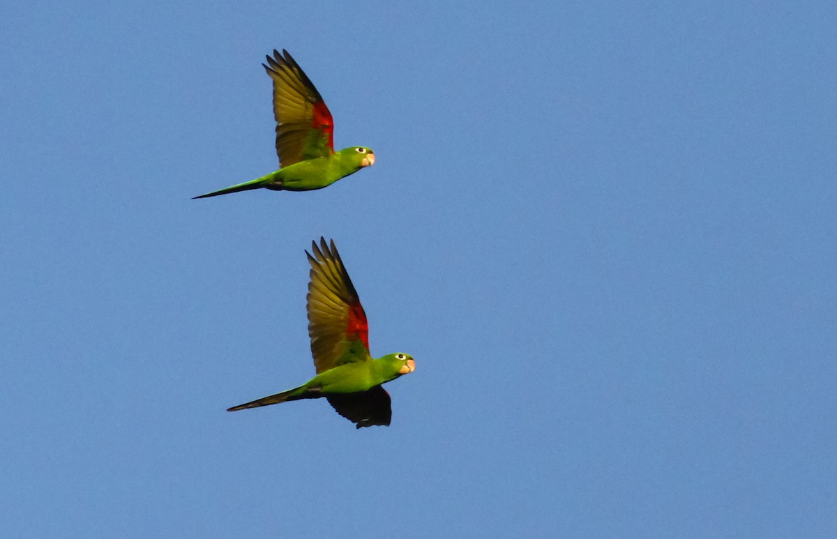 Conure maîtresse - ML617637300