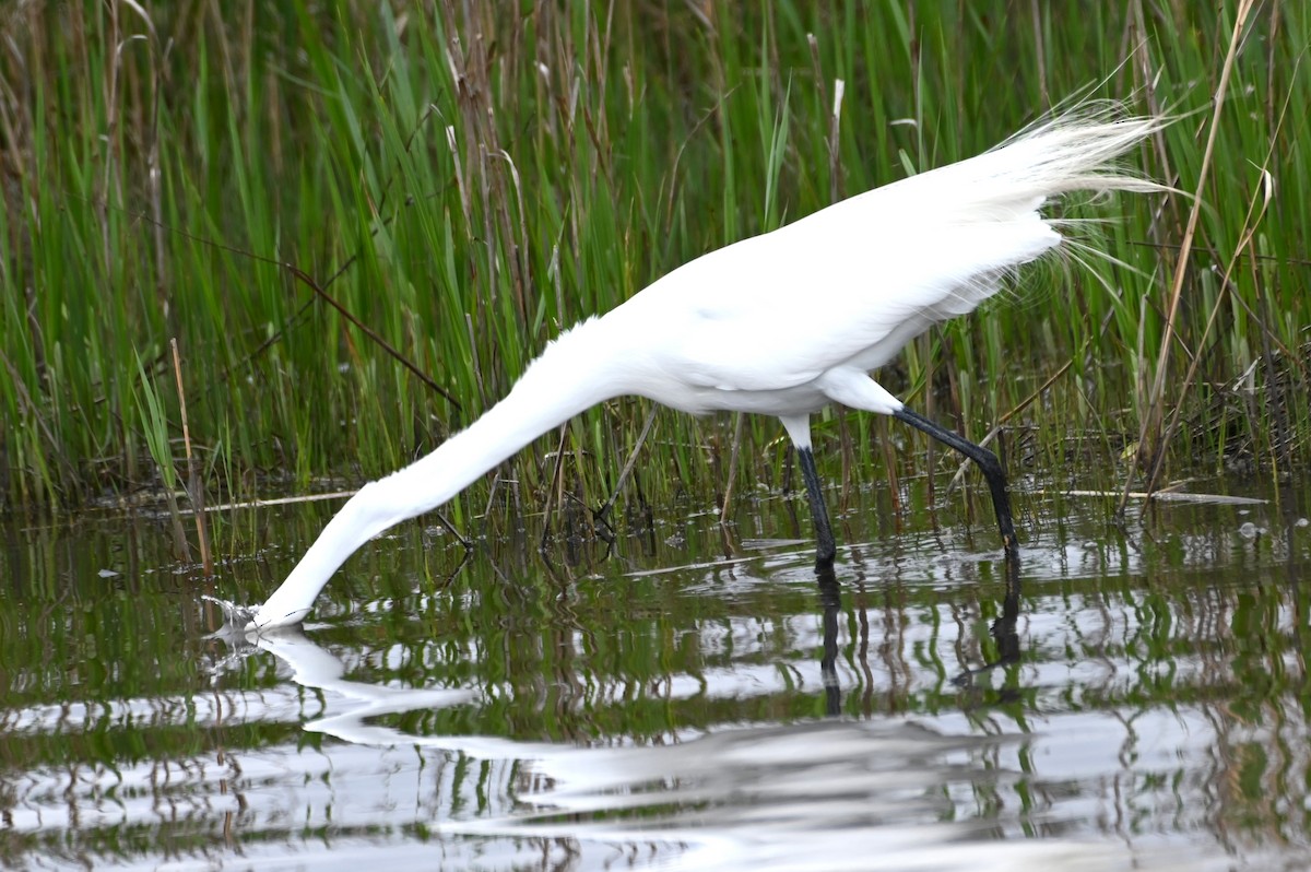 Great Egret - ML617637308