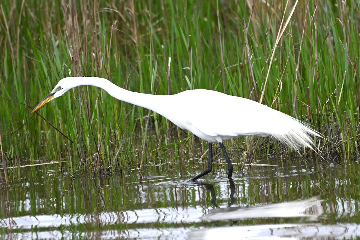 Great Egret - Gil Aburto-Avila