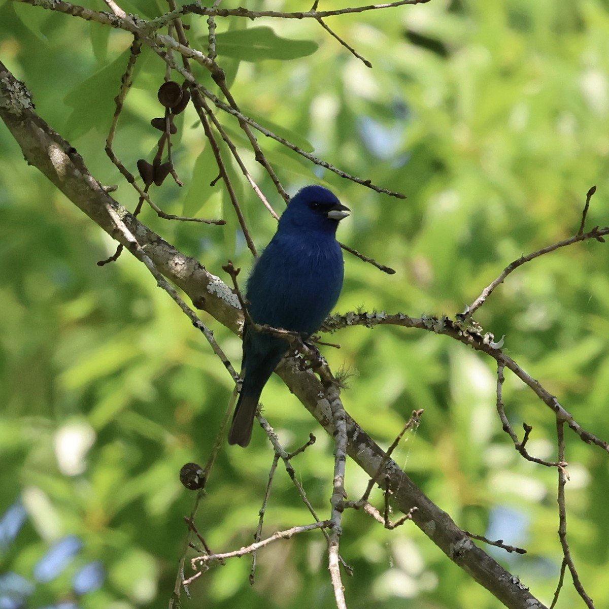 Passerin indigo - ML617637341