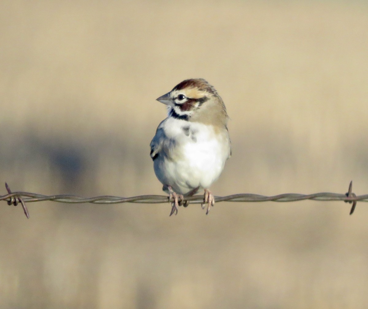 Lark Sparrow - ML617637420