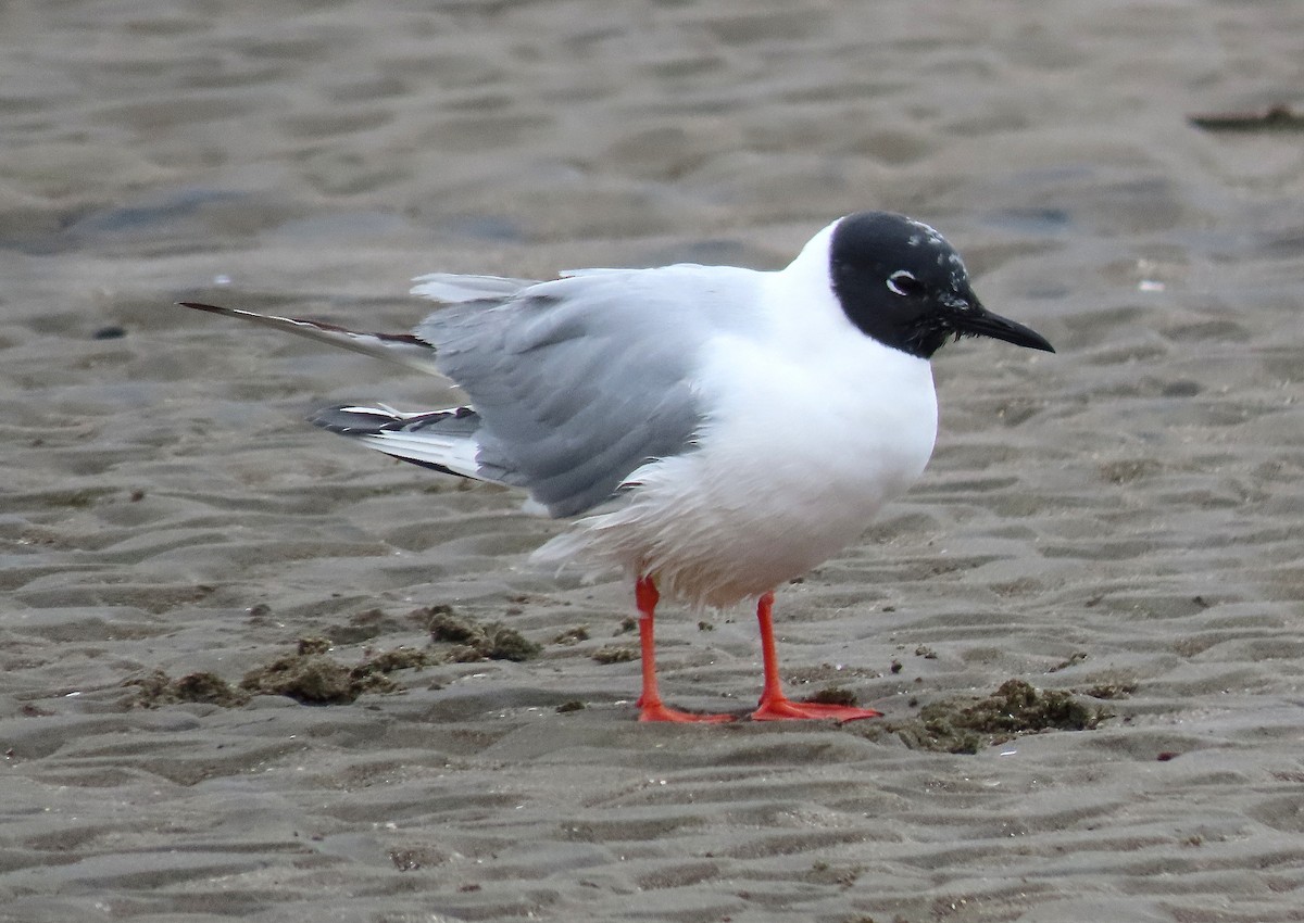 Bonaparte's Gull - ML617637466