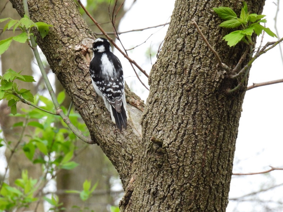 Downy Woodpecker - ML617637569
