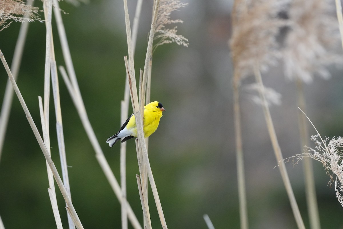 American Goldfinch - ML617637576