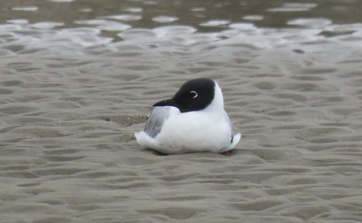 Bonaparte's Gull - ML617637582