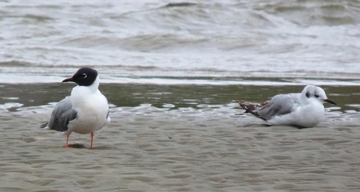 Bonaparte's Gull - Terri Osborn