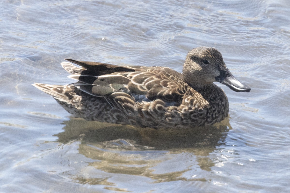 Cinnamon Teal - Ted Keyel