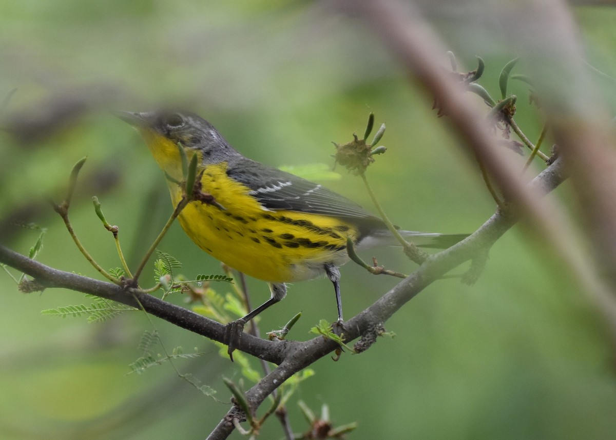 Magnolia Warbler - ML617637694