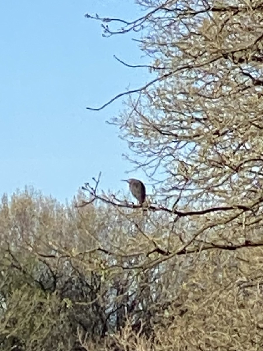 Green Heron - Jim Bowhay