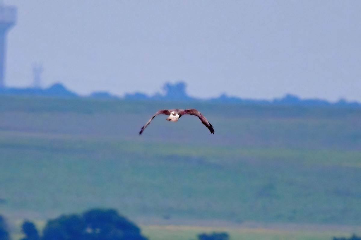 White-tailed Hawk - ML617637736