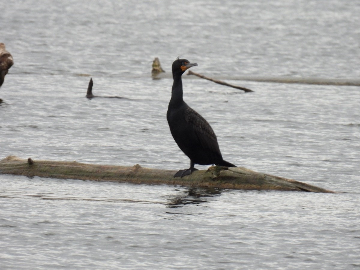 Double-crested Cormorant - Bruce Moorman