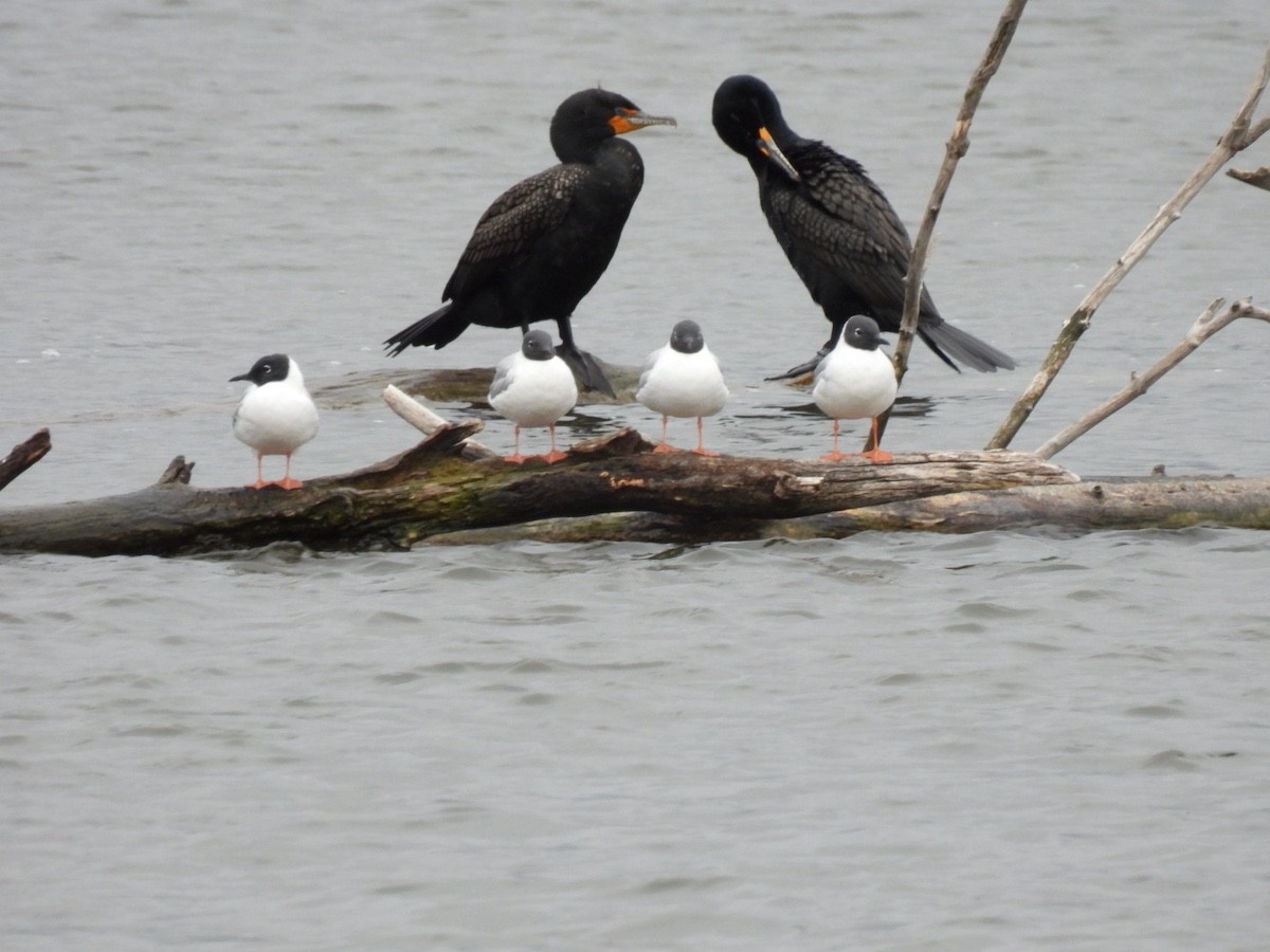 Cormorán Orejudo - ML617637764