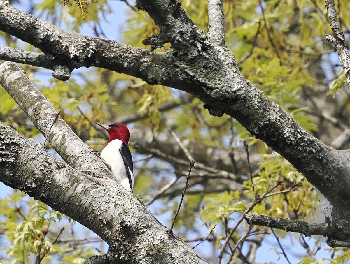 Pic à tête rouge - ML617637778