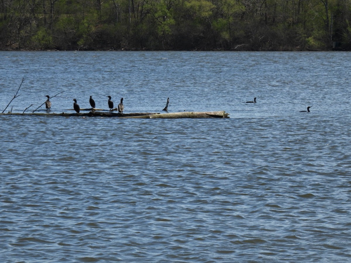 Double-crested Cormorant - ML617637780