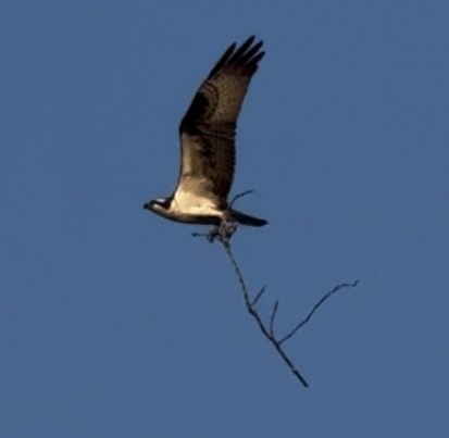 Osprey - ML617637887