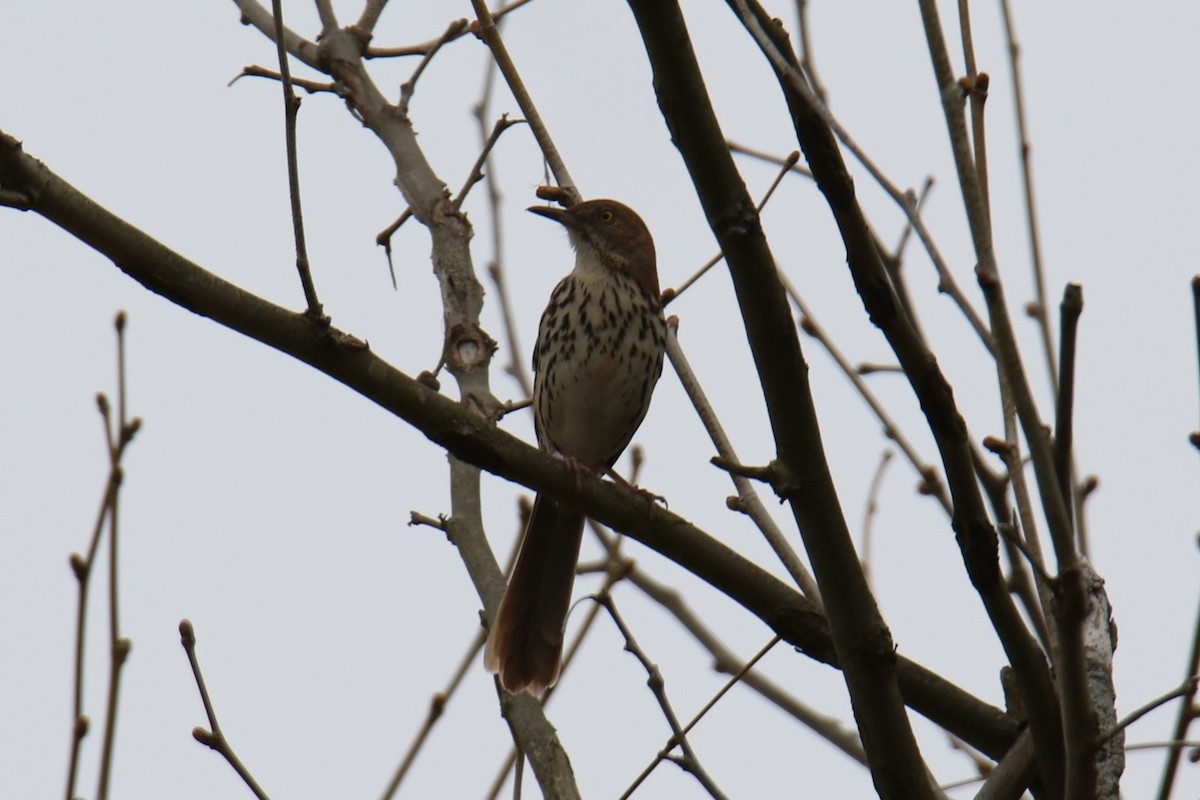 Northern Mockingbird - ML617637891