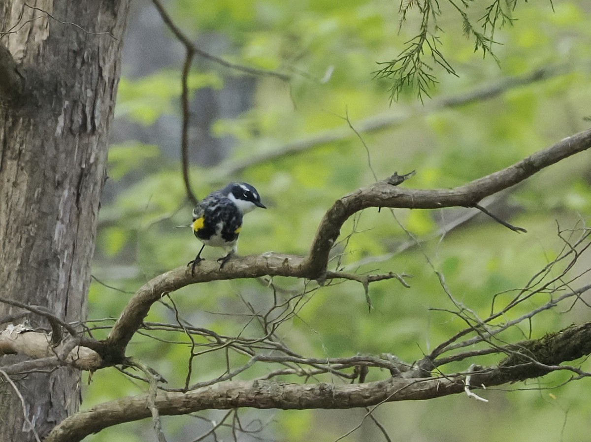 Yellow-rumped Warbler - ML617637945