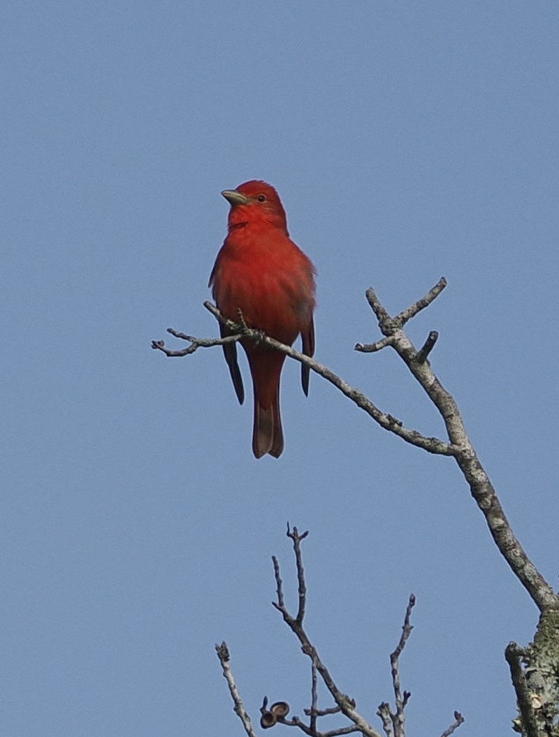 Summer Tanager - Jeffery Sole